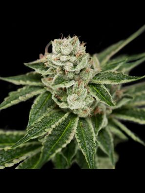 Crockett Family Farms - Crockett's Dawg
