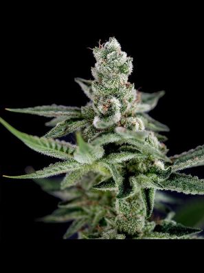 Crockett Family Farms - Crockett's Haze