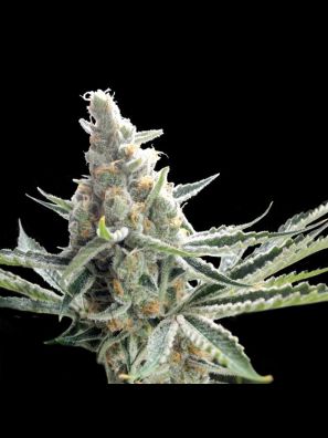 Crockett Family Farms - Crockett's Tangie