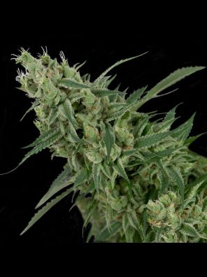 Crockett Family Farms - Double Tangie Banana