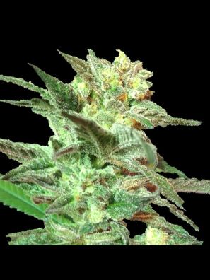 Limited Collection - Honey BooBoo