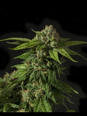 Devils Harvest - Khufu - Regular