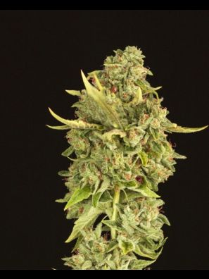 Devils Harvest - Hell's Bells - Regular