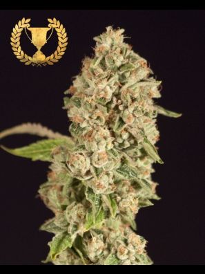 Devils Harvest - OG Reek'n