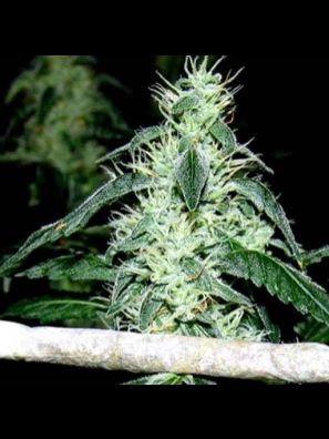 Soma Seeds - Hash Heaven