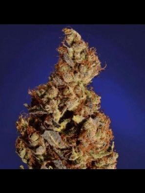 Soma Seeds - SomaRi