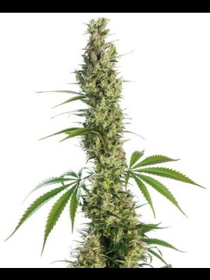 Sensi Seeds - Eagle Bill