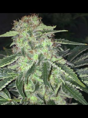 THSeeds - La S.A.G.E CBD