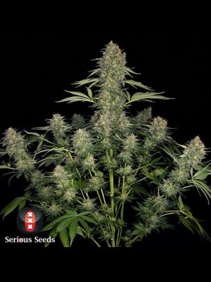 Serious Seeds - Serious Kush