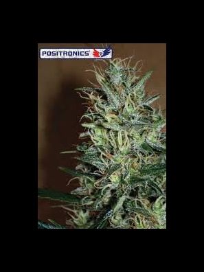 Positronics - Amnesia Mystery