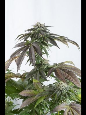 Dinafem - Bubba Kush CBD