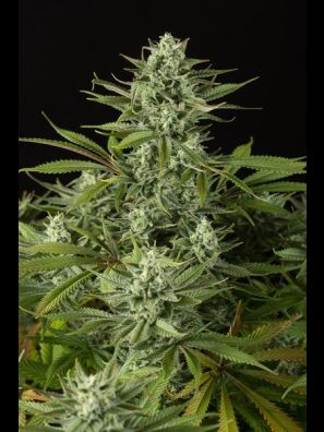 Dinafem - Cheese CBD