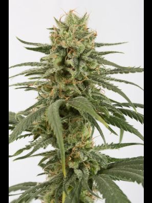 Dinafem - Amnesia CBD
