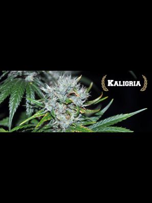All Star Genetics - Kaligria