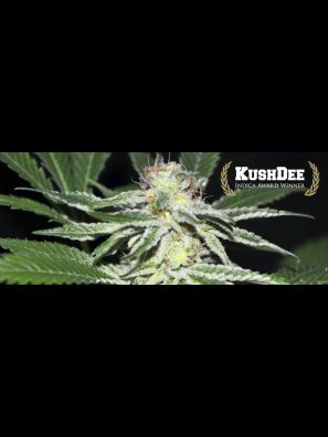 All Star Genetics - KushDee