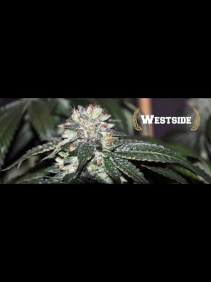 All Star Genetics - Westside