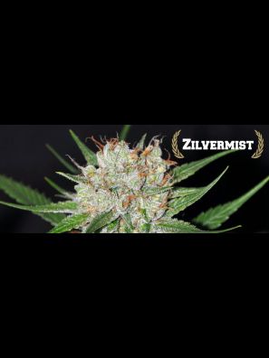 All Star Genetics - Zilvermist