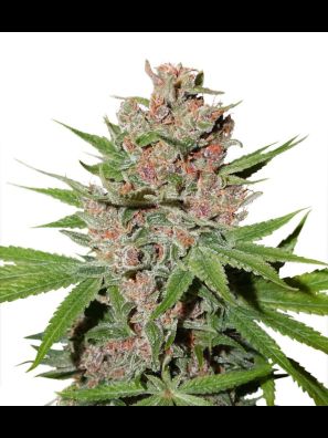 Dutch Passion - Passion Fruit