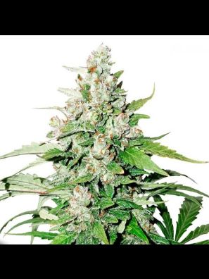 Dutch Passion - Auto Cinderella Jack