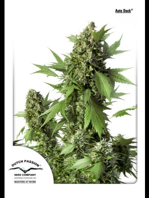 Dutch Passion - Auto Duck