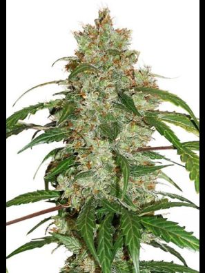 Dutch Passion - CBD Auto White Widow