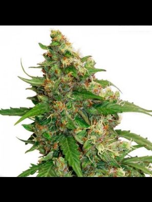 Dutch Passion - CBD Auto Compassion Lime