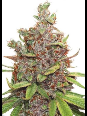 Dutch Passion - Auto Glueberry O.G.