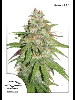 Dutch Passion - Glueberry O.G.