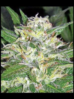Apothecary Genetics - King of Kush - Afghani OG