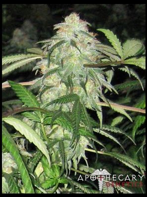 Apothecary Genetics - King of Kush - BWB OG