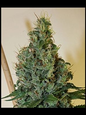 Apothecary Genetics - King of Kush - Congo OG