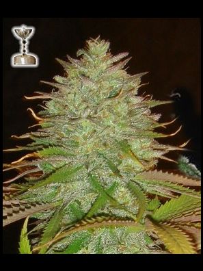 Apothecary Genetics - King of Kush - Kaia Kush