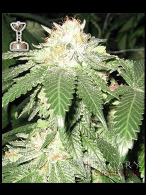 Apothecary Genetics - King of Kush - Lemon OG