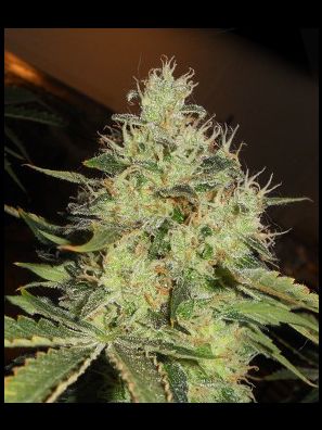 Apothecary Genetics - King of Kush - Lemon Mango OG