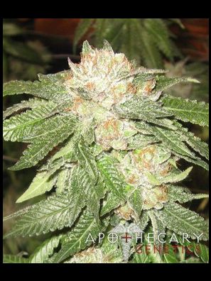 Apothecary Genetics - King of Kush - Rascal OG
