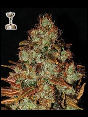 Apothecary Genetics - King of Kush - Sour Diesel
