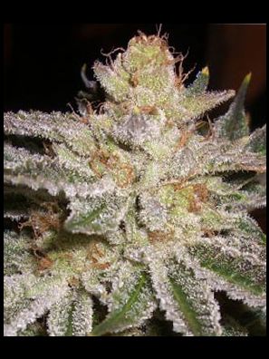Apothecary Genetics - King of Kush - Sour-G