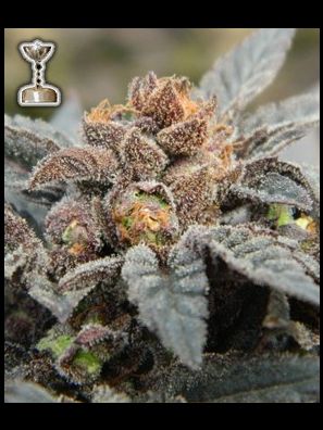 Apothecary Genetics - Mendo Line - Grape Ape aka GDP