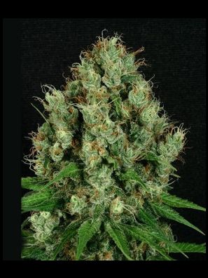 Apothecary Genetics - Mendo Line - Mendo Diesel
