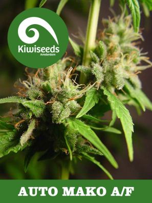 Kiwiseeds - Auto Mako 