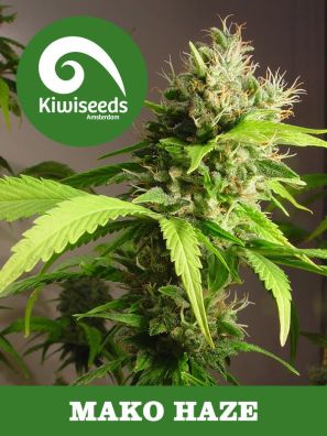 Kiwiseeds - Mako Haze - Regular 