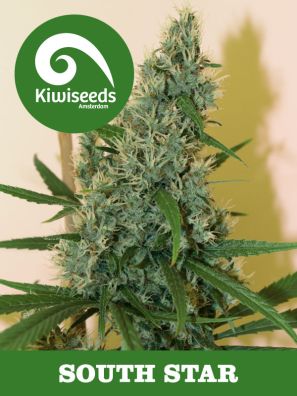 Kiwiseeds - South Star - Regular