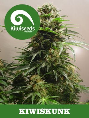 Kiwiseeds - Kiwiskunk - Regular