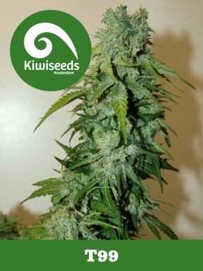 Kiwiseeds - T99 - Regular