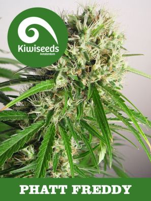 Kiwiseeds - Phatt Freddy - Regular