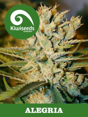 Kiwiseeds - Alegria - Regular