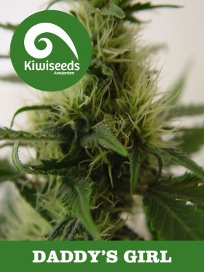 Kiwiseeds - Daddy's Girl - Regular