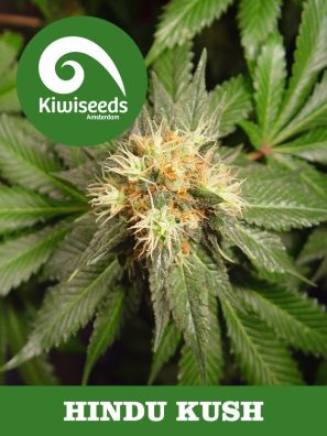 Kiwiseeds - Hindu Kush - Regular