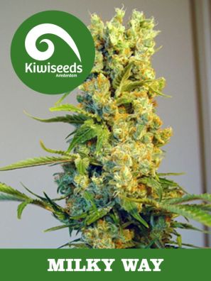 Kiwiseeds - Milky Way - Regular