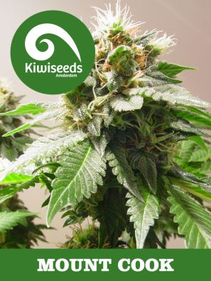 Kiwiseeds - Mount Cook - Regular